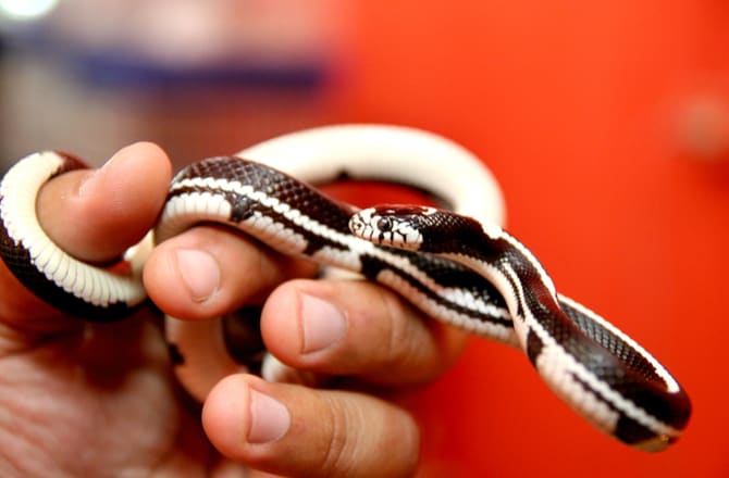 Pet Snakes That Stay Small petMD